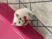 2 Aylık Tüm Eşyaları Dahil Kedimiz