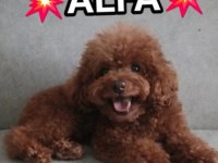 Kore poodle damızlık eşleme ilanı