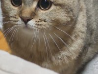 Scottish fold exotic oğlum