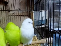 Sahibinden çekoslovak muhabbet kuşları