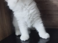 PAMUK ŞEKER BRİTİSH KEDİMİZ