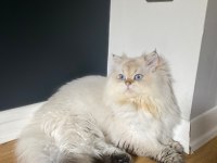 MAVİGÖZLÜ OĞLUMUZ LEO İÇİN EŞ ARIYORUZ