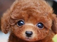 Safkan ve ırk garantili poodle yavrularımız