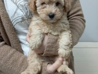 Mükemmel kalite maltipoo yavrumuz