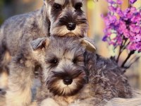 FCI şecereli Miniature Schnauzer