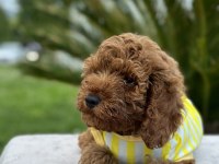 KIVIRCIK TOY POODLE DÜNYASI