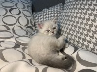 British Shorthair Güzellikler Yeni Yuvalarına Gitmeye Hazır