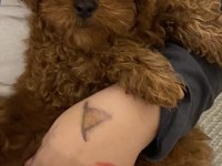 Tüm Aşıları yeni bitti 6 aylık Bebek Yüzlü Poodle