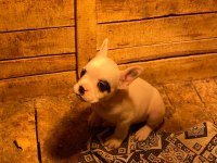 5 Aralık doğumlu Erkek Fransız bulldog teslime hazır