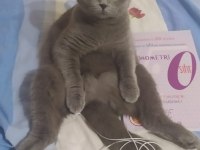 Scottish fold prenses yuva arıyor