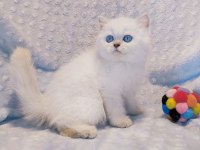 Güzeller güzeli bir british shorthair prenses