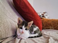 Evcil Yavru Erkek Kedi, 2 aylık, Tekir