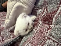 Yeni Yavru Scottish Fold Tuvalet Eğitimli