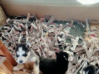 Erkek ve dişi husky yavruları mavi gözlü