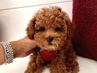 Eşsiz kalite de toy poodle