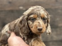 Dachshund Bebekler Tüm güzelliğiyle