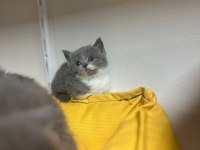 Scottish straight Scottish fold rezerveye açık