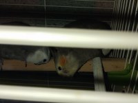 KONUŞKAN SULTAN PAPAĞANI ÇİFTİ