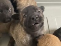 Belçika Malinois yavruları