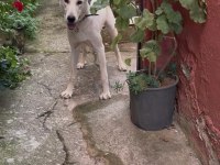 Dişi 8 aylık köpeğimiz