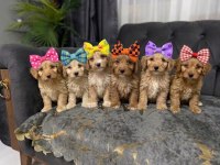 Maltipoo Güzellikler