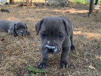 KALİTELİ SAĞLIKLI CANE CORSO BEBEKLER