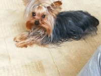 Özel sebeplerden dolayı yorkshire terrier