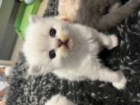 Minik yavrular