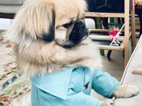 Pekinez ırk erkek köpeğim