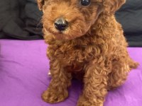 Sahibinden toy poodle