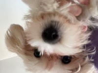 Dişi 5 aylık maltipoo yavru