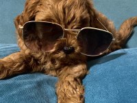 Yavru Toy poodle bebeklerimiz 5 günlük