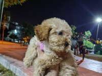 SON KALAN MALTİPOO KIZIMIZ