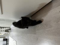 Yeni sütten kesilmiş british longhair yavrular