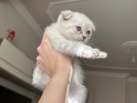 1.5 Aylık Scottish Fold Yavrular