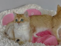 Scr li anne babadan golden ny12 Brıtıah shorthair 