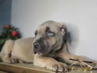 Safkan cane corso yavrular