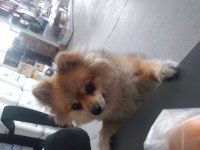 POMERANİAN DİŞİ KÖPEK