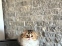 SCOTTISH FOLD SEVİMLİ YAVRULARIM 