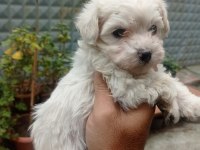 İzmir den orijinal Terrier Maltese yavrular