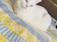 1 Yaşında Dişi British Shorthair Kısır