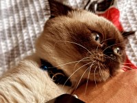 OĞLUMA (ERKEK KEDİME) YENİ YUVA ARIYORUM