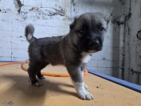 GERÇEK KURTÇUL KANGAL YAVRUSU