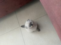 Yavru Himalayan Blue Point