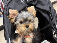 Minik prens yorkshire terrier