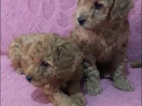 Poodle bebekleri