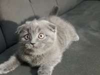 Scottish fold bebişler yeni yuvalarını arıyor