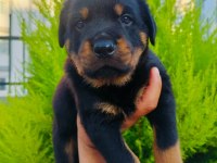 Koca kafalı rottweiler yavruları