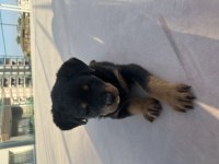 Yavru rottweiler 1.5 aylık