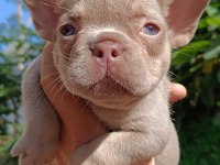 NEW SHADE İSABELLA AND TAN DİŞİ FRENCH BULLDOG YAVRUMUZ